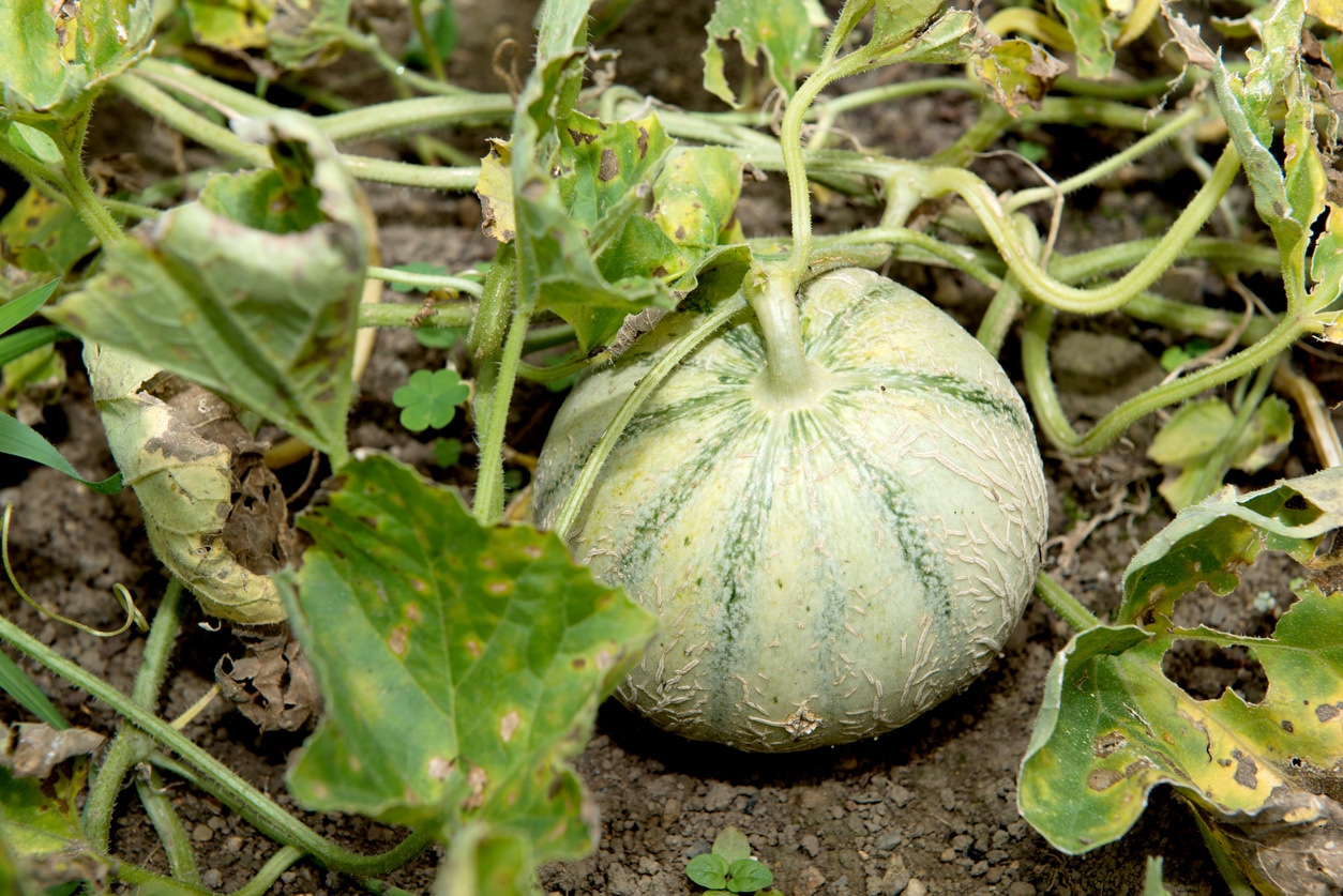 En juillet, adoptez ce double geste simple pour récolter des melons