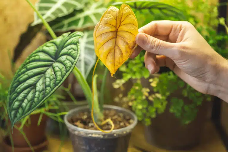 feuille jaune d&rsquo;Alocasia Dragon Scale oreille d'&eacute;l&eacute;phant plante