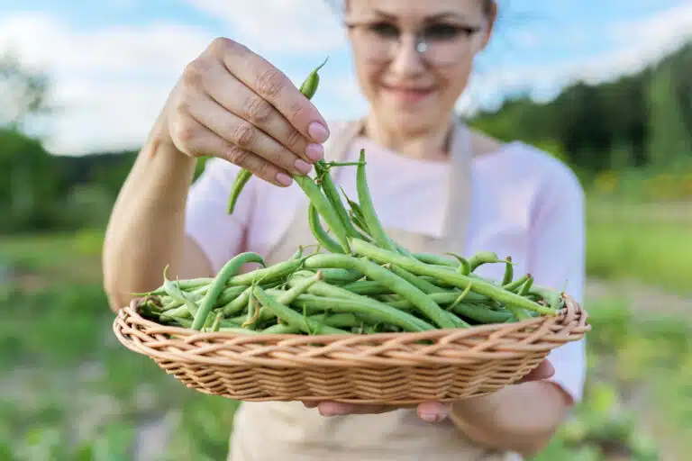 haricots verts du jardin potager