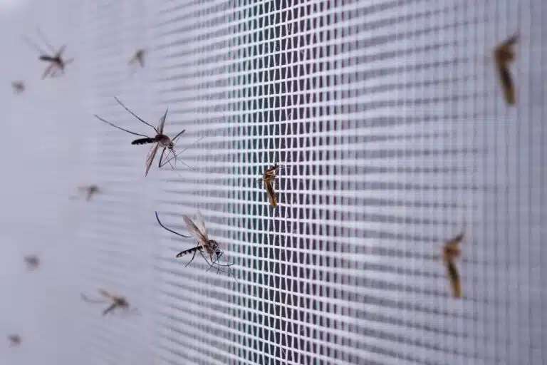 moustiquaire-contre-les-moustiques-et-insectes