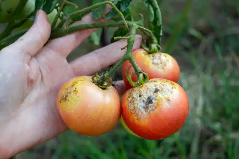 tomates du potager g&acirc;t&eacute;es par le mildiou l&eacute;gumes maladies fongiques cryptogamiques