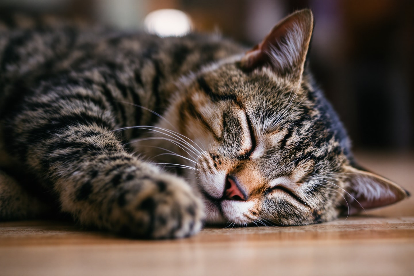 Le secret des coins préférés de votre chat : comment l’aider à se ...