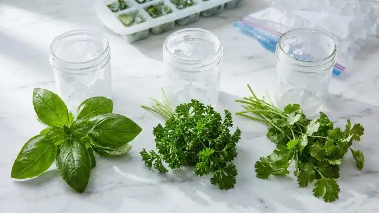 Congeler basilic, persil et coriandre : quelle technique pour chaque herbe