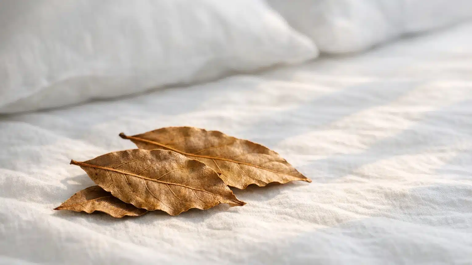 Ma grand-m&egrave;re glissait toujours du laurier sous le matelas : en soulevant le coin apr&egrave;s des ann&eacute;es, j'ai enfin compris la ...