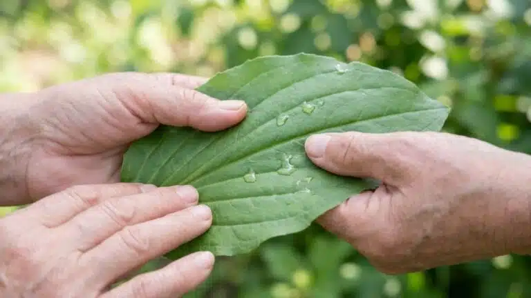 Fini la piq&ucirc;re de moustique qui gratte jusqu'au soir : cette feuille que les anciens froissaient pousse partout et calme l...