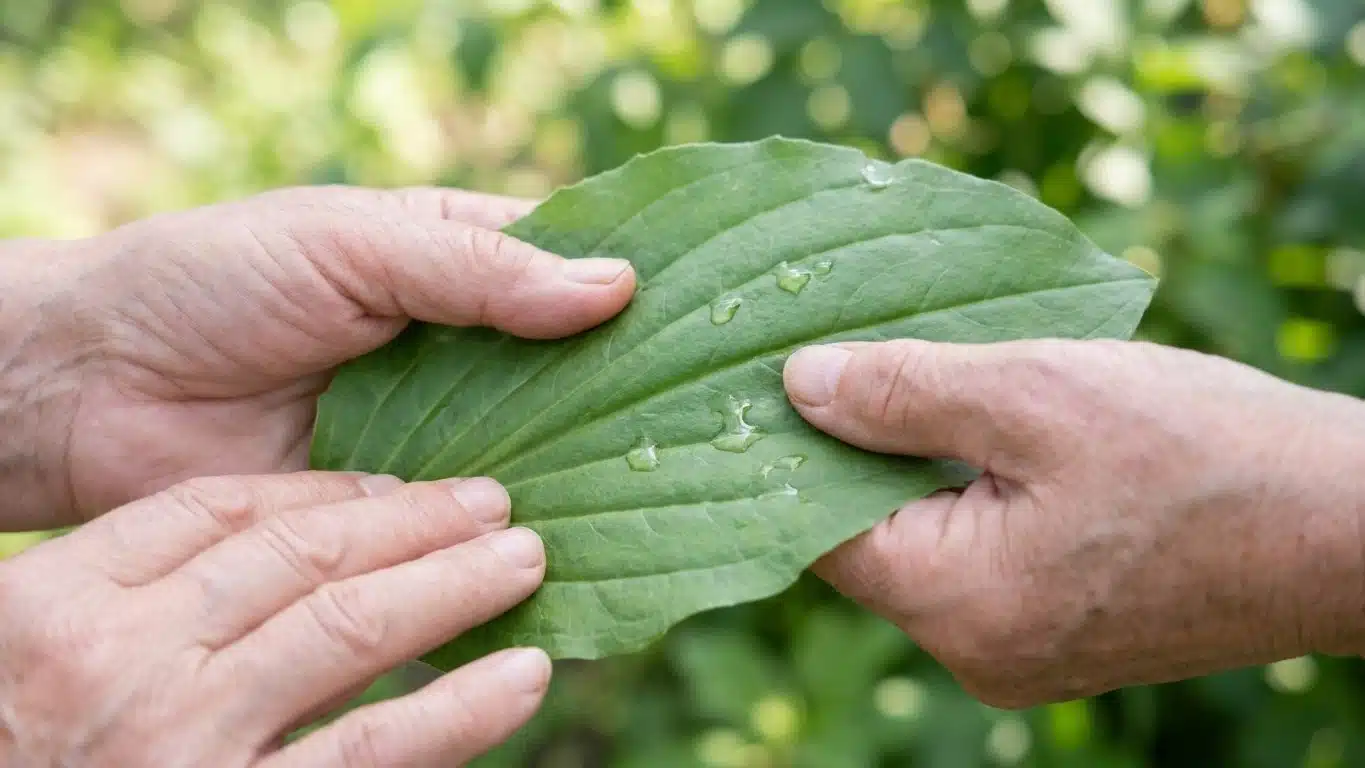 Fini la piq&ucirc;re de moustique qui gratte jusqu'au soir : cette feuille que les anciens froissaient pousse partout et calme l...