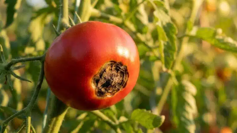&laquo; Je pensais que c'&eacute;tait une maladie &raquo; : ces taches noires sous les tomates en juillet trahissent en r&eacute;alit&eacute; un tout autre...
