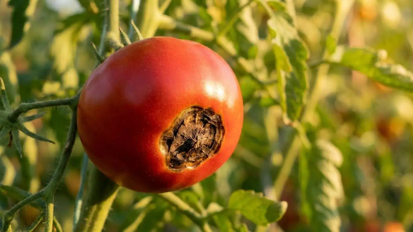 &laquo; Je pensais que c'&eacute;tait une maladie &raquo; : ces taches noires sous les tomates en juillet trahissent en r&eacute;alit&eacute; un tout autre...