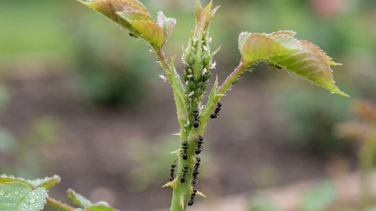 Je traitais mes rosiers contre les pucerons tout l'été sans résultat : quand j'ai suivi la colonne de fourmis le long de l...