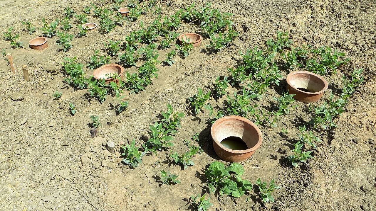 Mon voisin enterre toujours une jarre en terre cuite au milieu de son potager en juillet et ce n'est pas pour d&eacute;corer ses ...